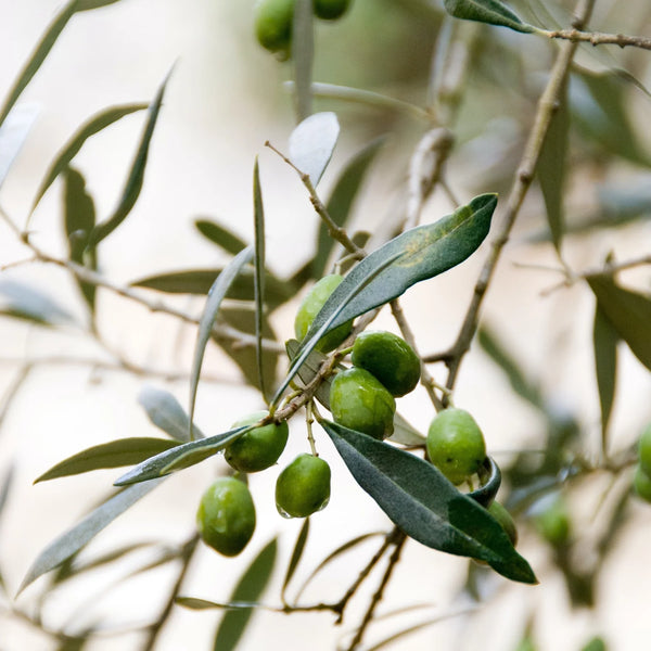 Bálsamo Labial Reparador 10ml